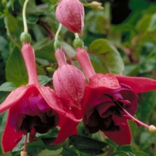 Glockenspiel Fuchsie 671