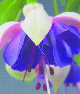 Jollies La grande Lorraine, Fuchsie 1033F