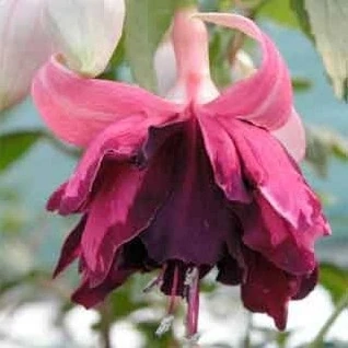 Leon Pauwels Fuchsie (Šl. P.van Bree, NL, 2004) 855