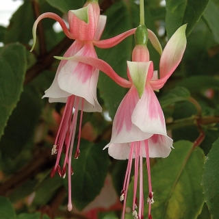 Leonora Fuchsie 687