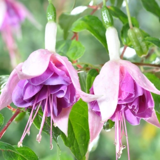 Molly Fuchsie 807
