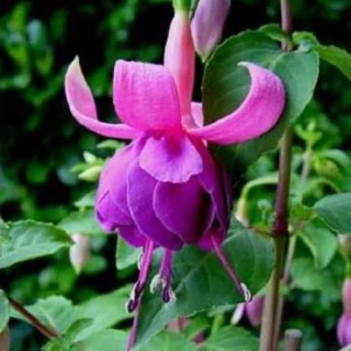 Hulshorst bloe (Fuchsie) 1057 F