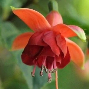 Danny Kaye Fuchsie 992