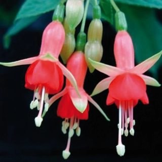 Chang Fuchsie 593