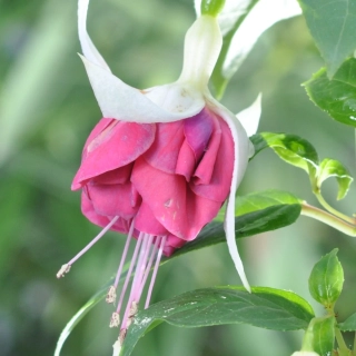Sam Fuchsie 770