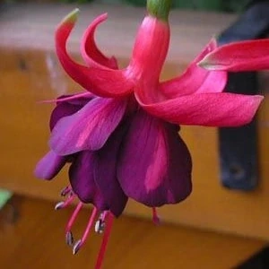 Amazing Grace Fuchsie 953