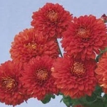 Chryzantéma -drobnokvětá červená- Rote Wendy - 3220