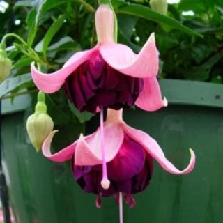 DDFGG Fuchsie 850