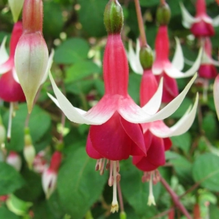 Coxeen Fuchsie 913