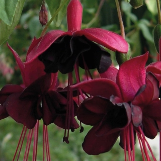 New Milenium Fuchsie 344