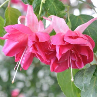Audrey Booth Fuchsie 818