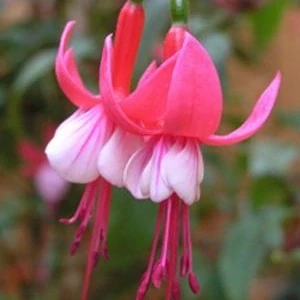 Flocon de neige Fuchsie-mrazuvzdorná 995