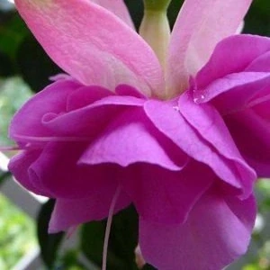 English Rose (Fuchsie) 1047 F