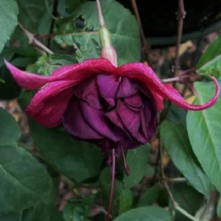 Belize Fuchsie 808