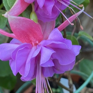 Easter Bonnet Fuchsie 994