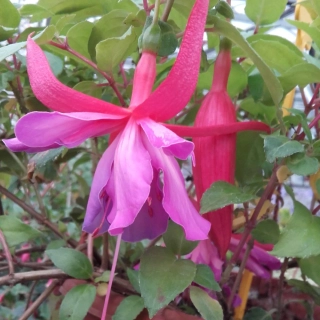 Coguet Bell Fuchsie 339