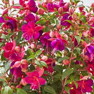 Fuchsita speciál Magenta-purple 1084 F