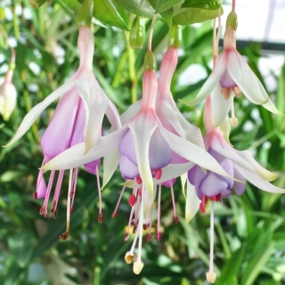 Dawn Fuchsie 693