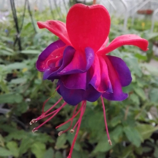 Blue Eyes Fuchsie 233