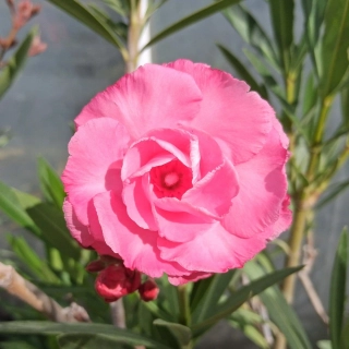 Oleandr růžový-Nerium Double Pink plnokvětý - 176