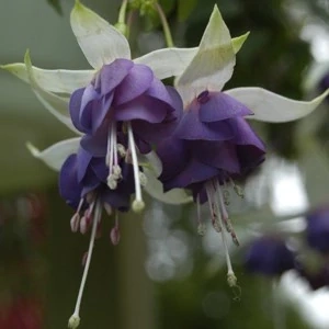 Maharani Fuchsie 704