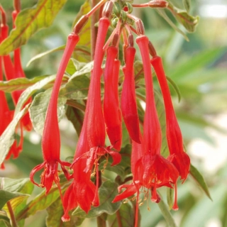 Mary Fuchsie 610