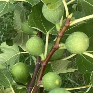 Fík – Ficus carica 'Gustis Ficcolino' - 017A