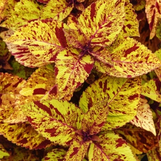 Africká kopřiva Coleus - Marble Mania - 153 S