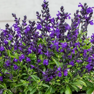 Salvia greggii Mirage - Blue