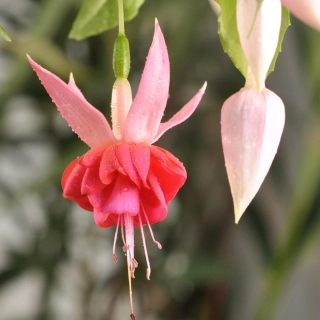 British Jubile Fuchsie 935