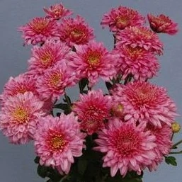 Chryzantéma -drobnokvětá růžová - 3229