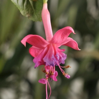 Harmoet Reissen Fuchsie 902