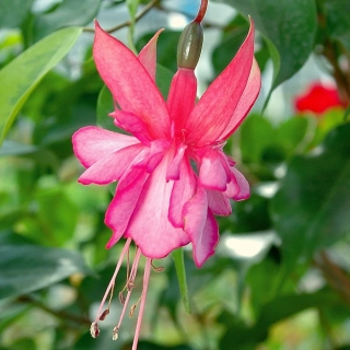 Stan Fuchsie 672