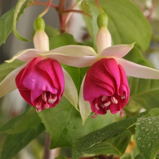 Aladná,s Sander Fuchsie 911