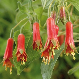 Vuuwerk Fuchsie 688