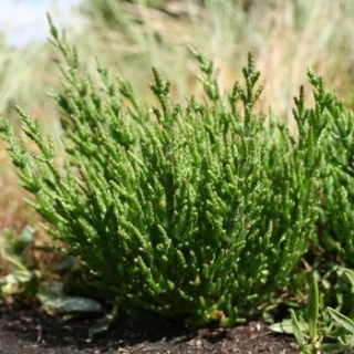 Slanorožec, slaná bylina-Salicornia europaea- 196G