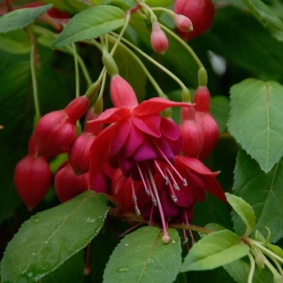 Adolf Kräger Fuchsie 954