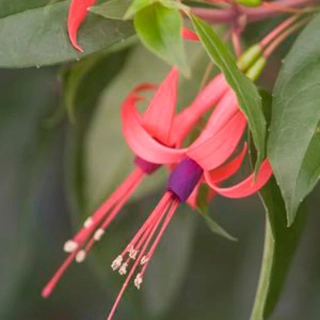 Regia SPP Serrae -mrazuvzdorná 1002 F