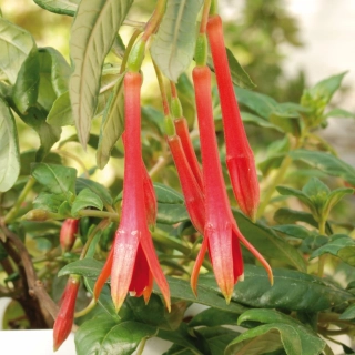 Annele de Keijzer Fuchsie 554