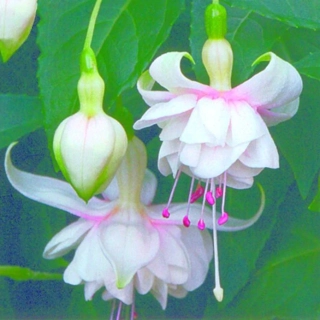 Sofie Michiels Fuchsie (Šl. Carol Roes, NL, 2002) 562