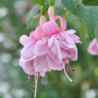 Roesse Rhea Fuchsie 811