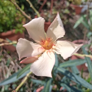Oleander, Nerium Regis Faure - 178 F