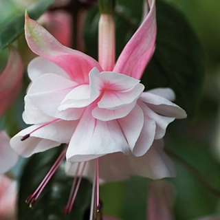 Natasha Sinton Fuchsie 718
