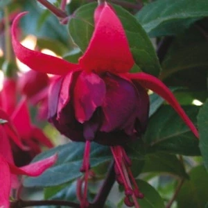 Daniel Pfaller Fuchsie 957