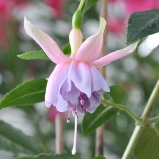 Miva Fuchsie 885