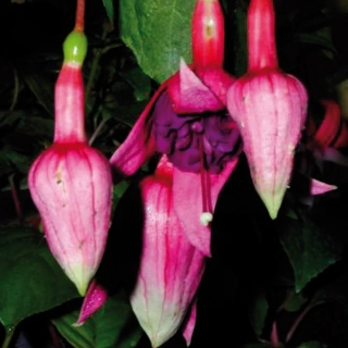 Cog au Vin Fuchsie 614