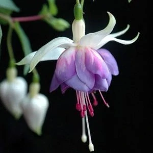 Lillian Annetts Fuchsie 965