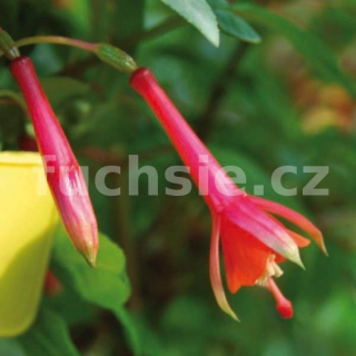 Lorea Schwab Fuchsie  638