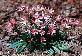 Kohoutek (Lychnis Flos)