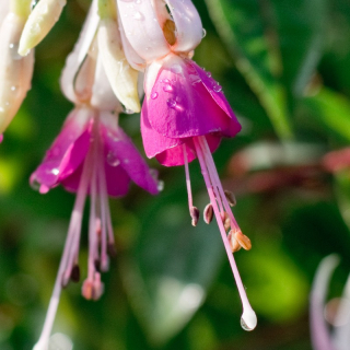 Sundeon Fuchsie